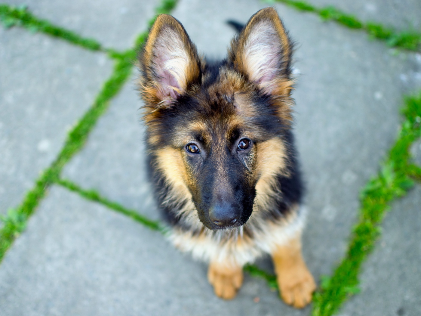 dog, взгляд, german shepherd