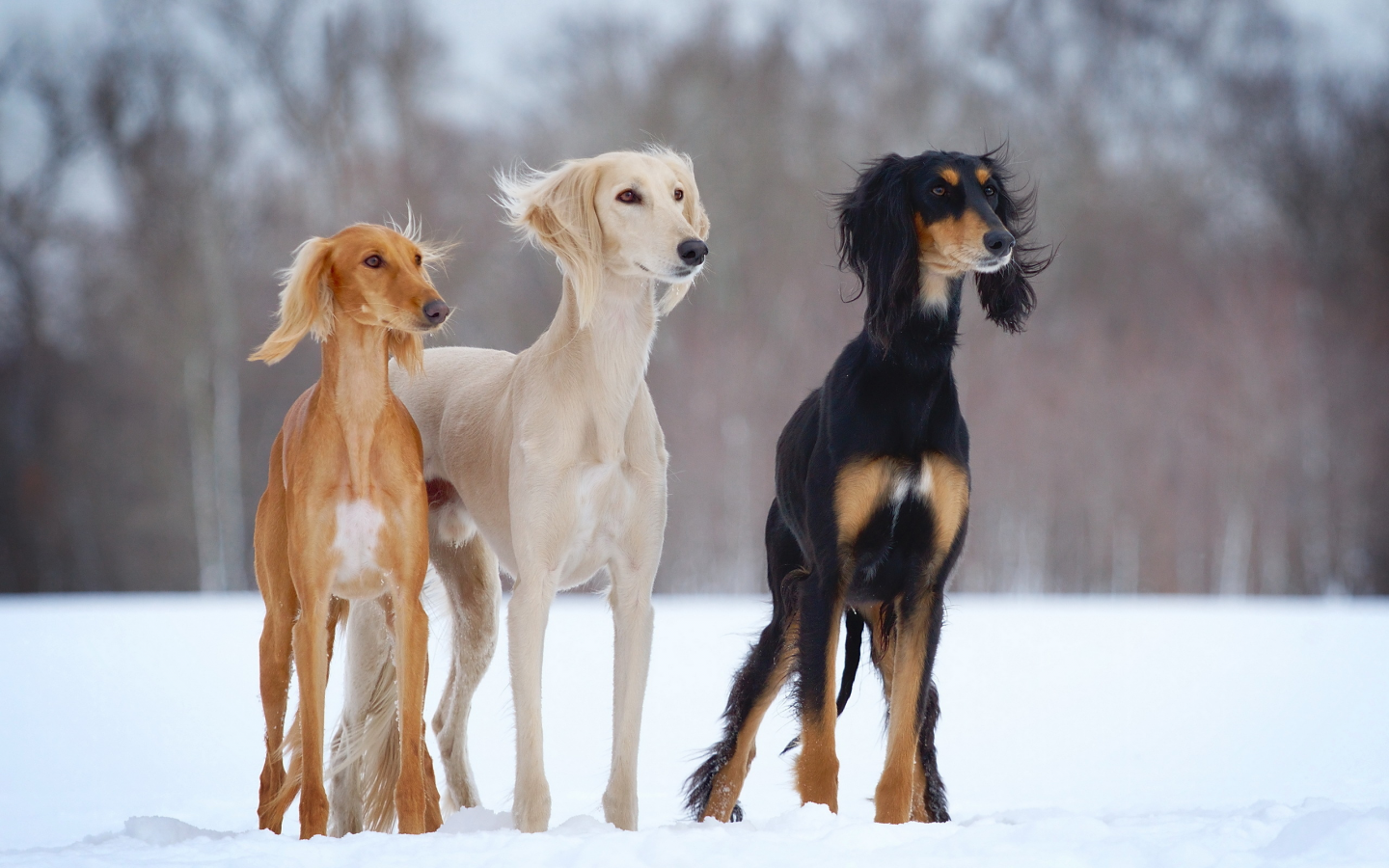 dogs-h, снег, slider, зима, open-air, собаки, салюки