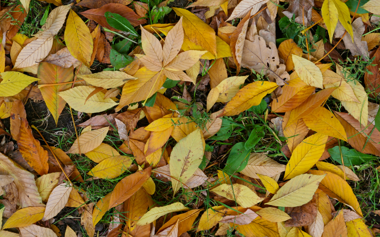 leaf, yellow, green, autumn