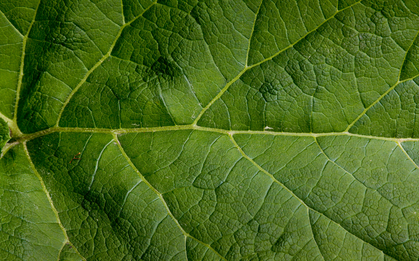 green, leaf, large, pattern
