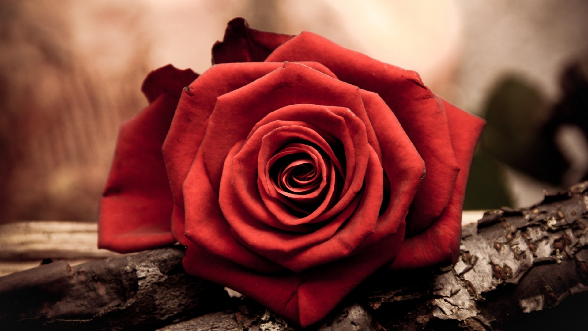 роза, красная роза, цветок, лепестки