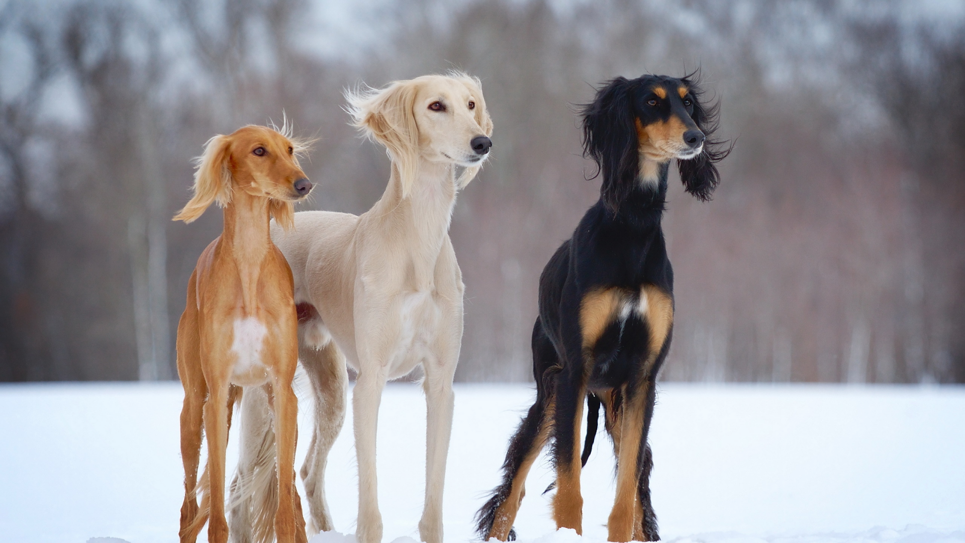 dogs-h, снег, slider, зима, open-air, собаки, салюки