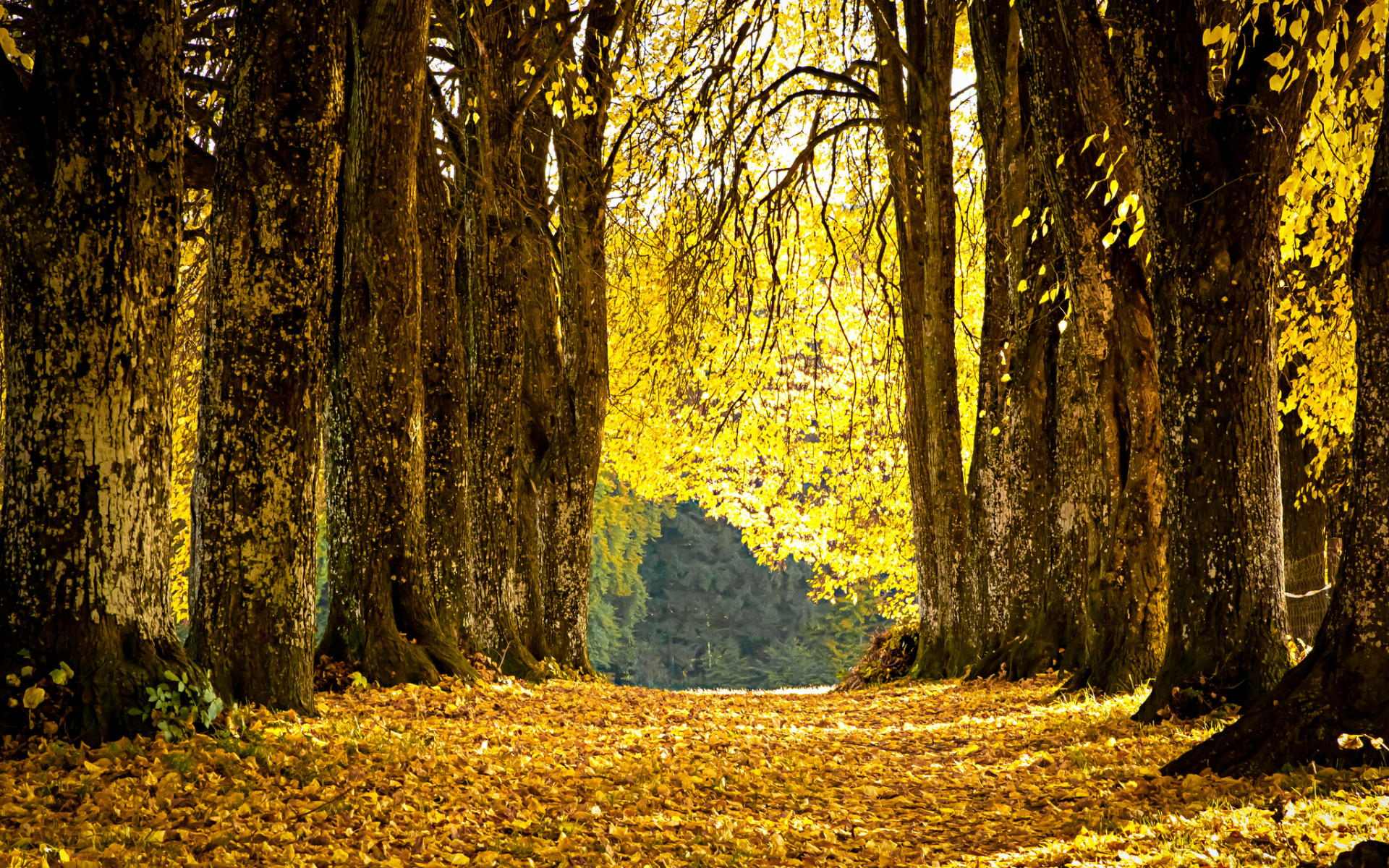 опавшие, листья, осень, парк, аллея, желтые