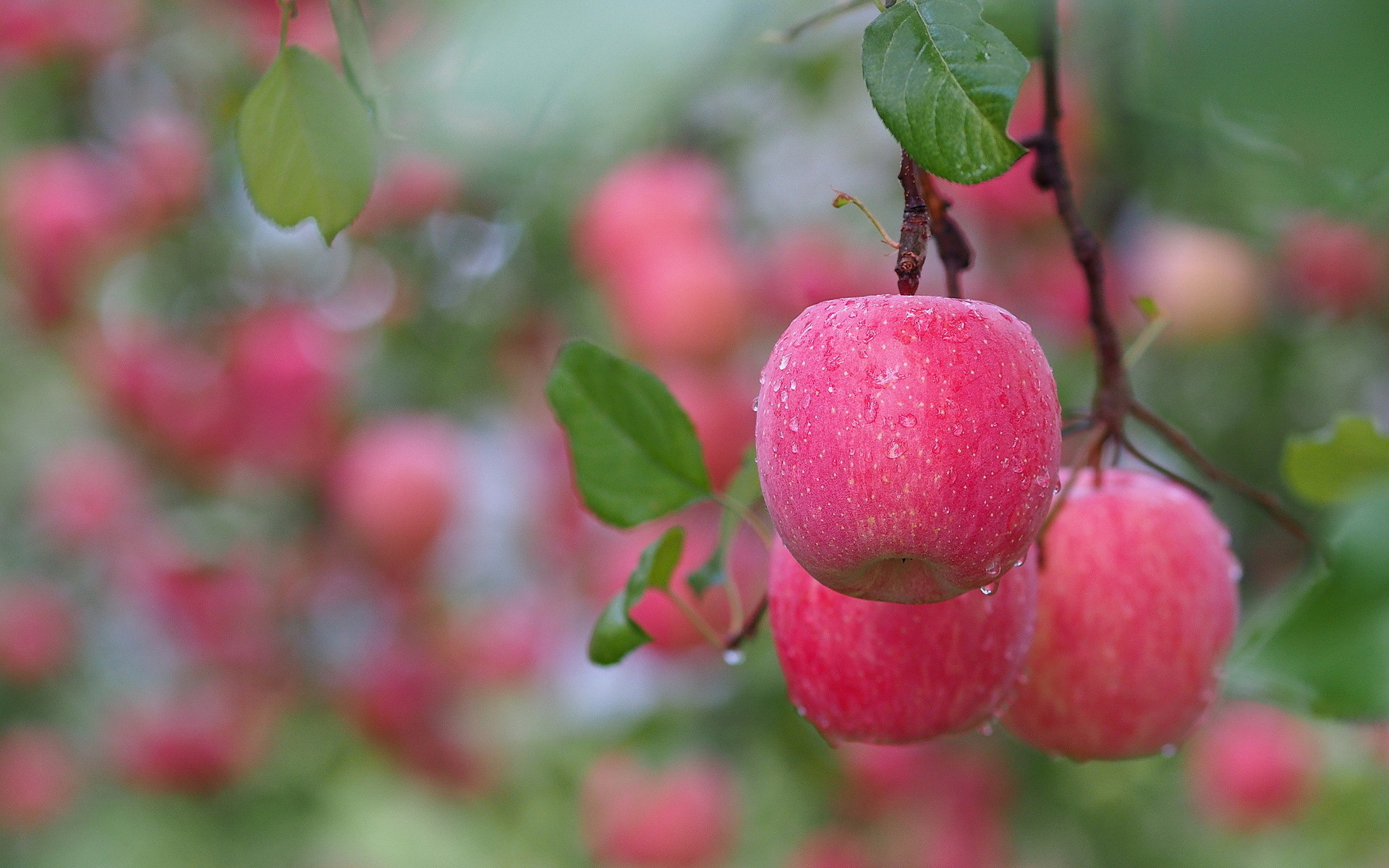 плоды, ветка, капли воды, яблоки, розовые, листья