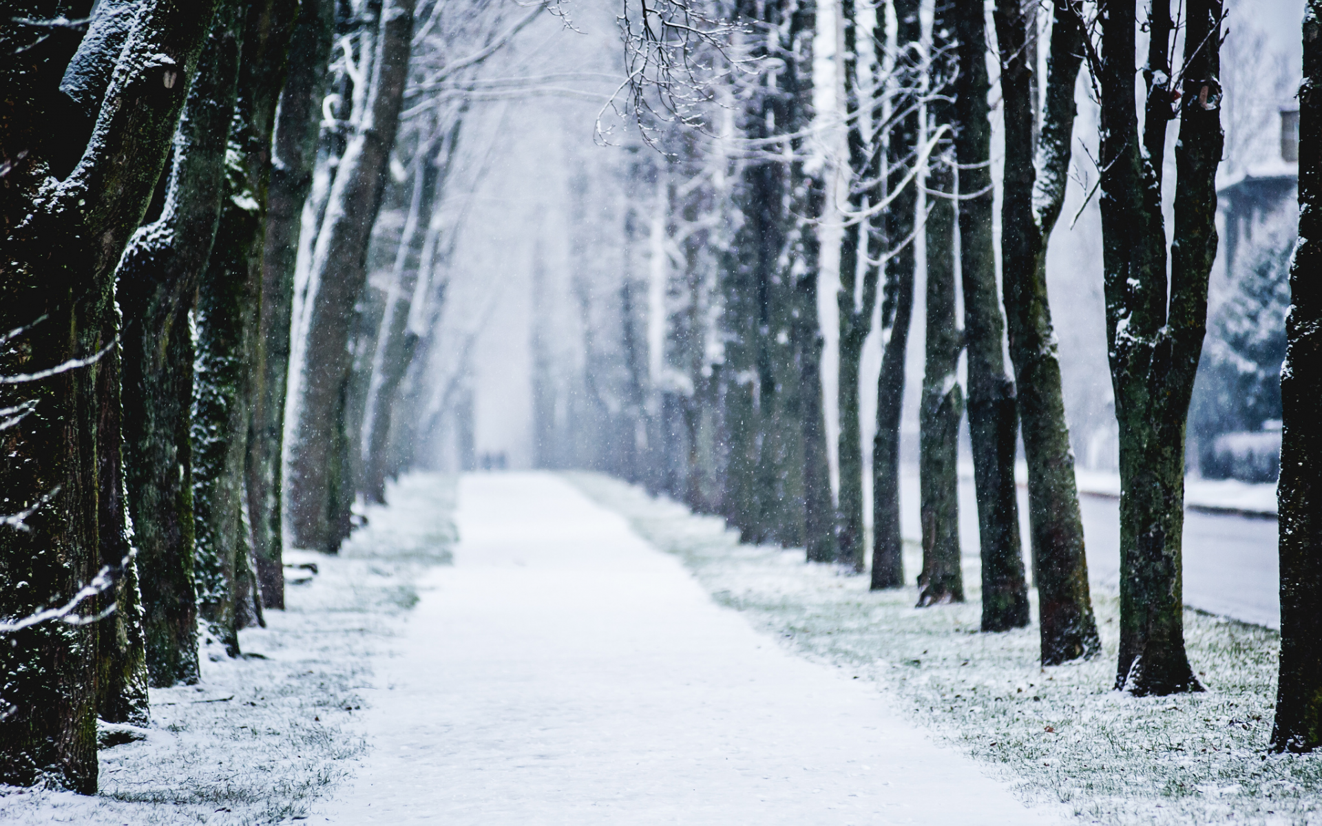 зима, алея, город, снег, деревья