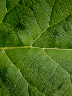 green, leaf, large, pattern