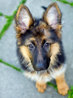 dog, взгляд, german shepherd