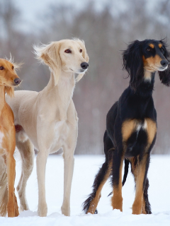 dogs-h, снег, slider, зима, open-air, собаки, салюки