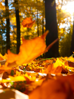 macro, beautiful, nature, falling oak yellow leaves, autumn trees , landscape, scenic, forest 