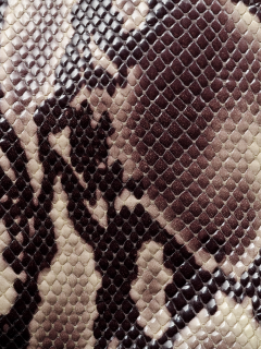 раскраска, текстура, кожа змеи, animal texture