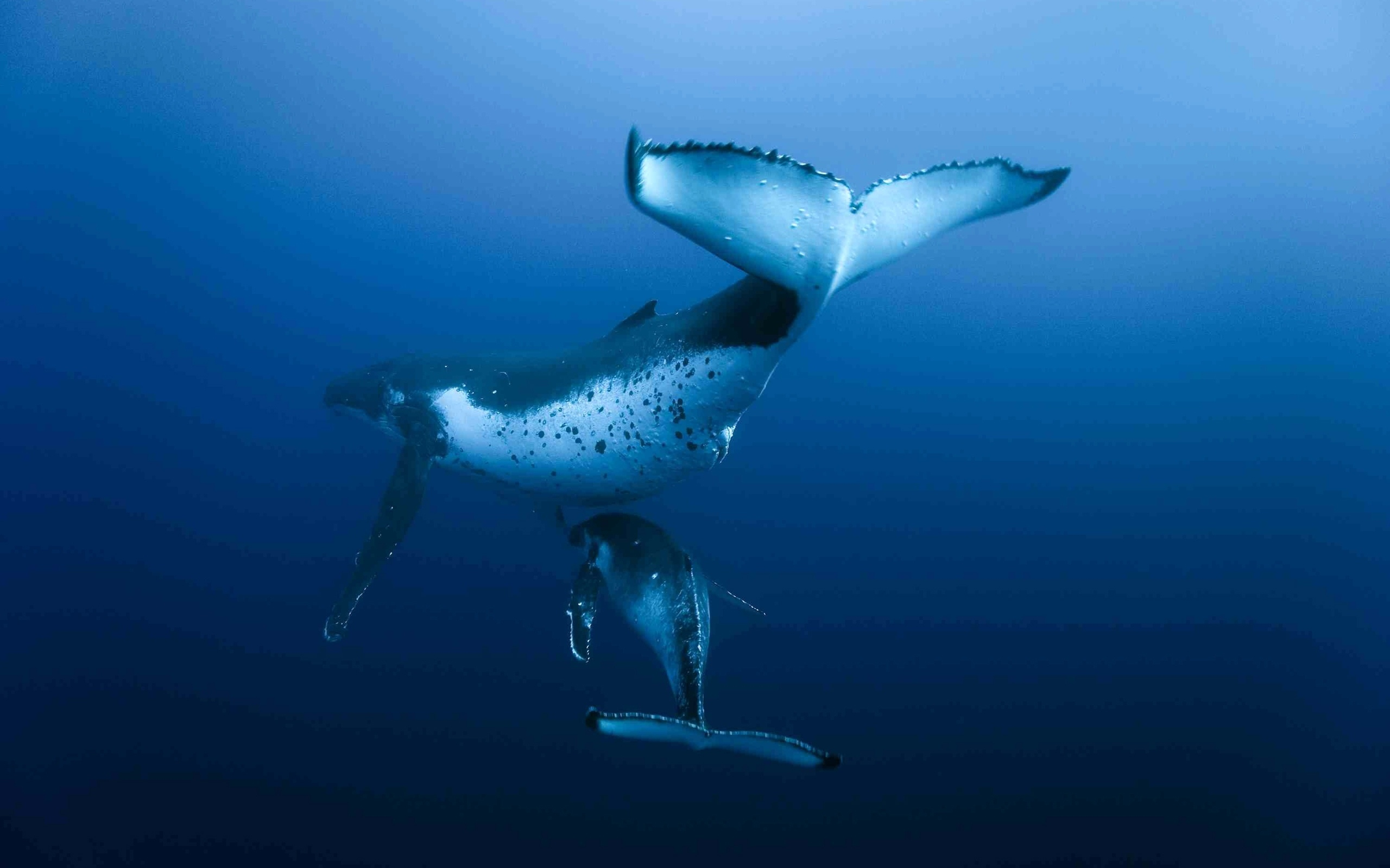 подводный мир, кит, океан