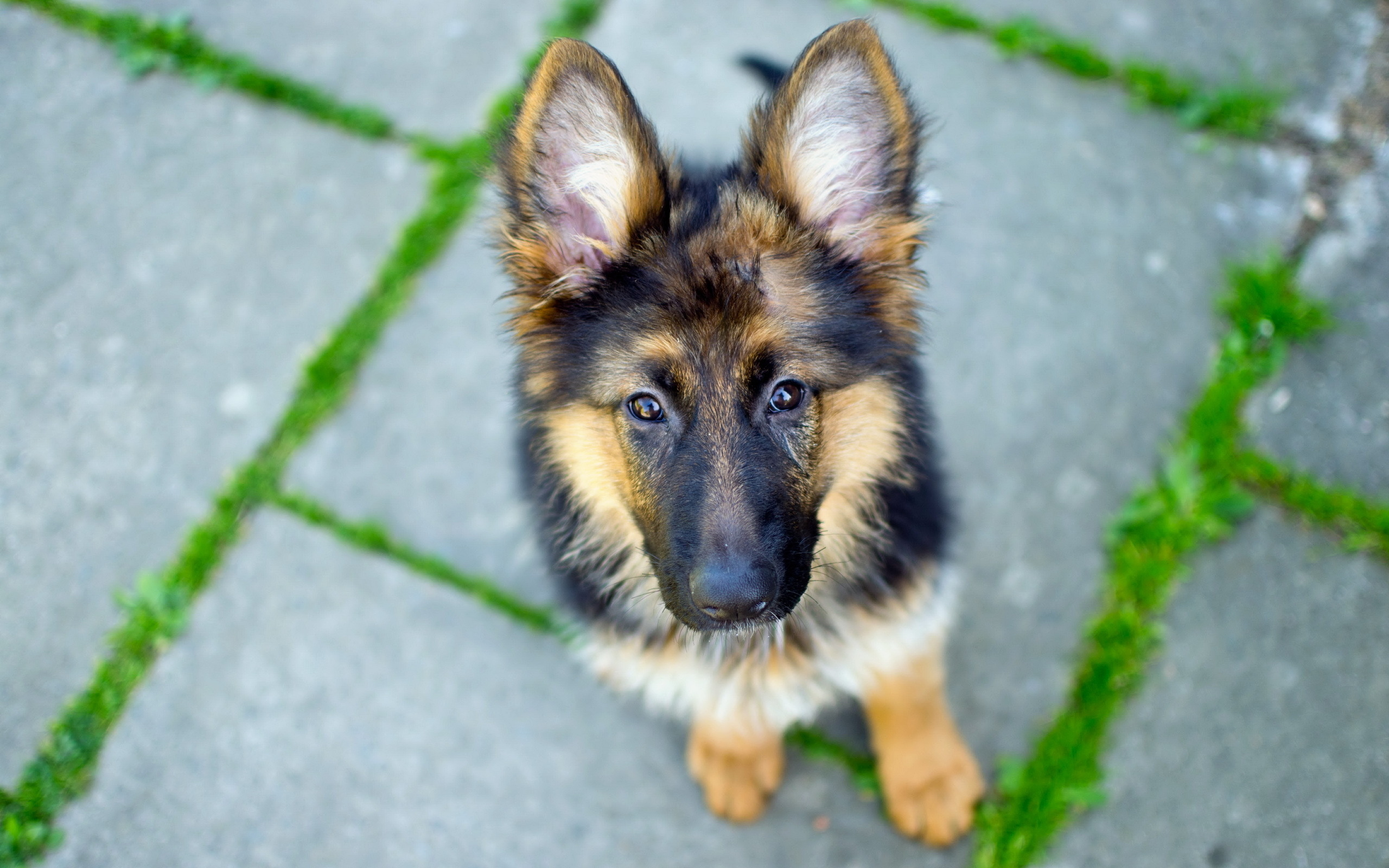 dog, взгляд, german shepherd