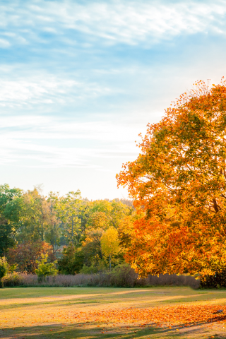 осень, деревья, пейзаж, тень, листья, желтые, природа