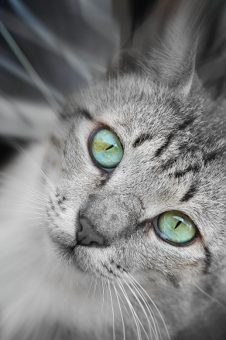 серая, кошка, смотрит, глаза, зеленые