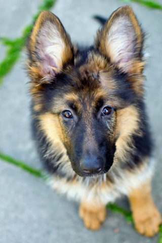 dog, взгляд, german shepherd