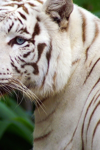 полоски, красивый, белый тигр, глаза