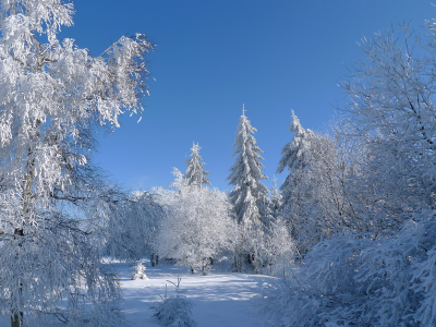 снег, небо, деревья, зима, иней