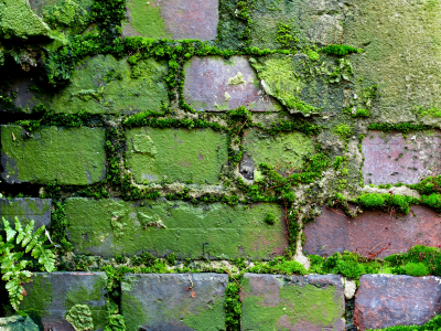 pattern, brick, wall, moss