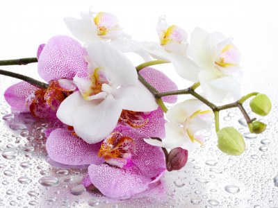 орхидея, стебель, лепестки, цветок, белые, розовые