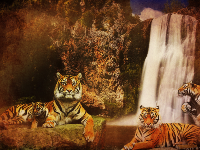 водопад, горы, фон, тигры, кошки, хищники, вода, скалы