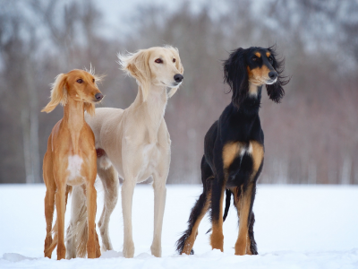dogs-h, снег, slider, зима, open-air, собаки, салюки