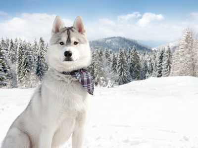 зима, снег, собаки, природа