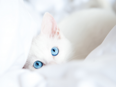 кот, одеяло, белый, взгляд, голубые глаза