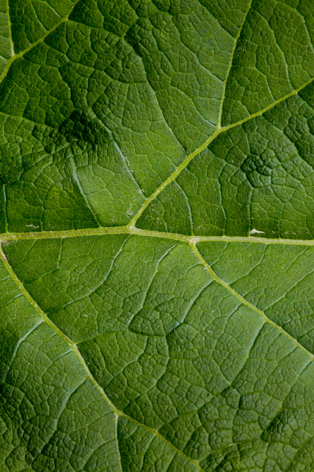 green, leaf, large, pattern