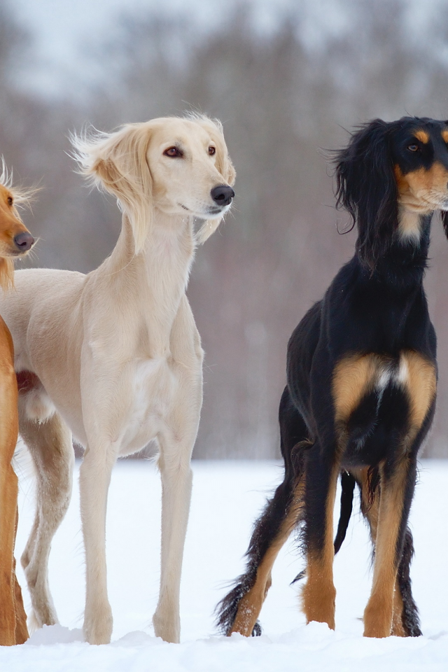 dogs-h, снег, slider, зима, open-air, собаки, салюки