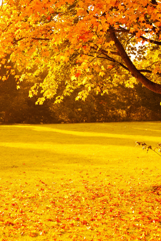 парк, природа, деревья, осень, листва