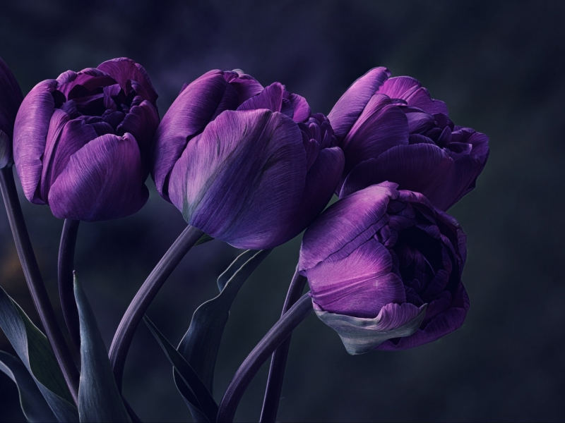 цветы, тюльпаны, темный фон