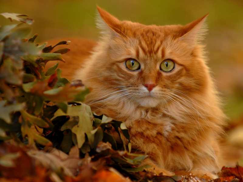 листья, рыжий кот, взгляд
