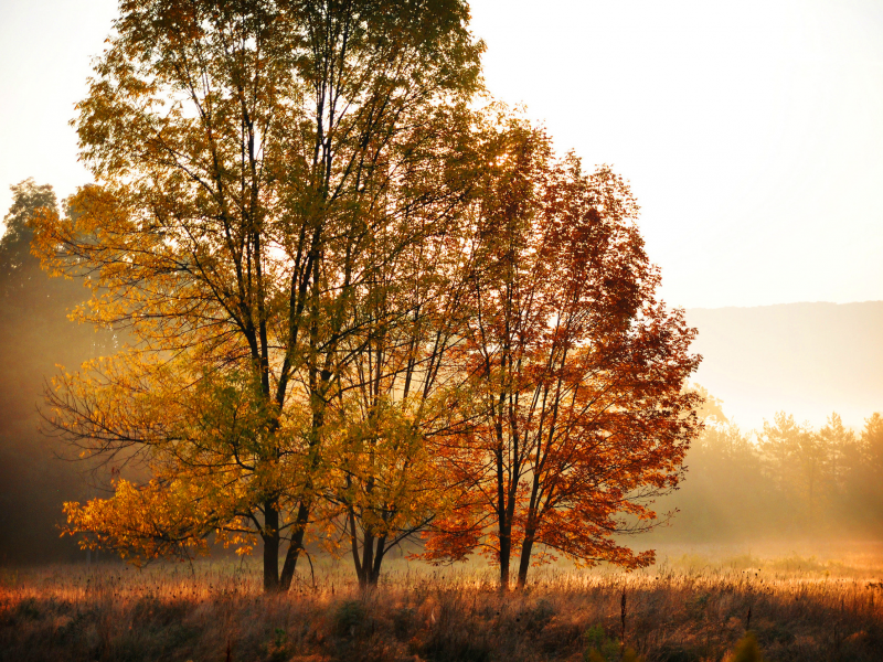 деревья, осень, лес, поле, оранжевые, желтые, листья