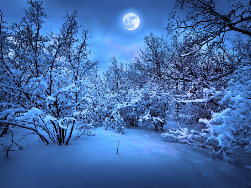 magic christmas night, christmas tree, merry christmas , snow, new year, nature, trees, winter