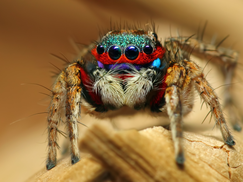 насекомое, colorful jumping spider, макро, паук