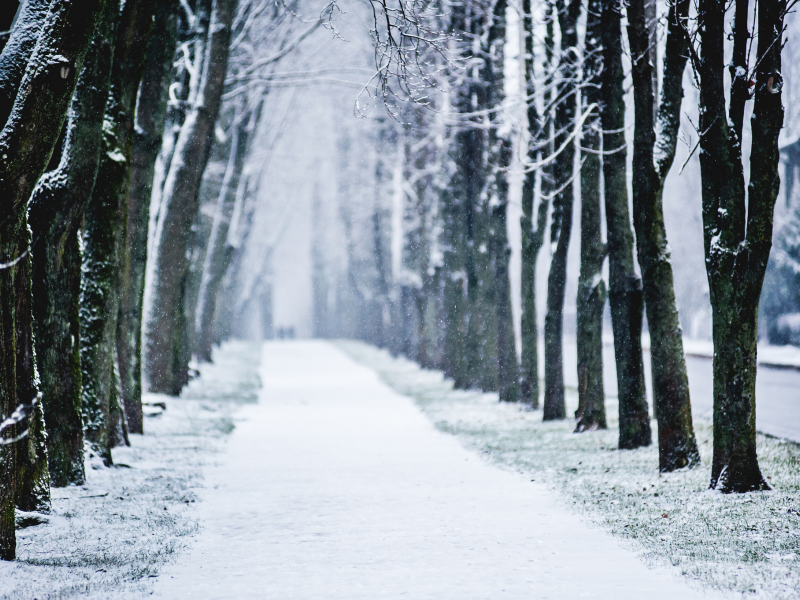 зима, алея, город, снег, деревья