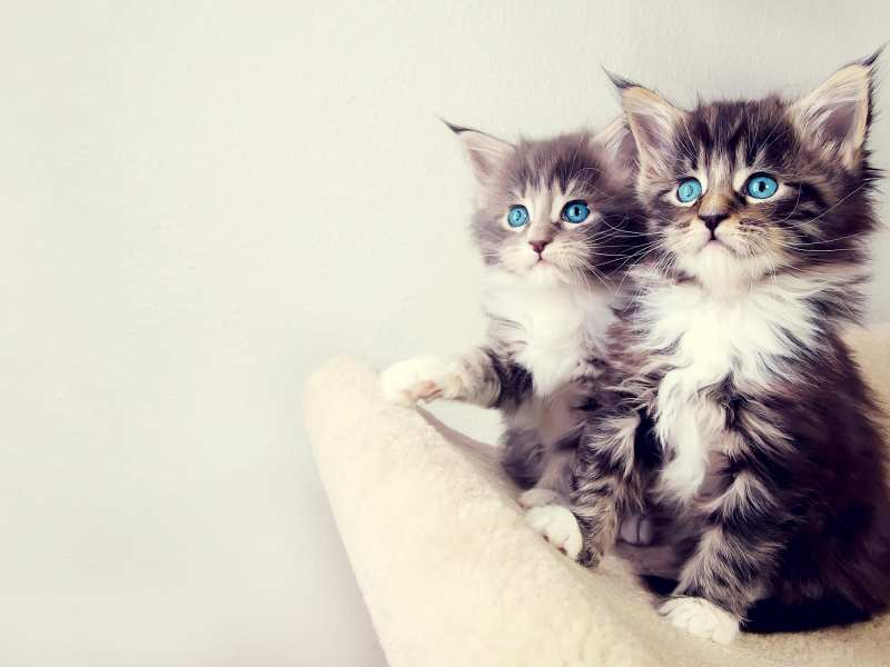 котята, коты, голубые глаза, маленькие