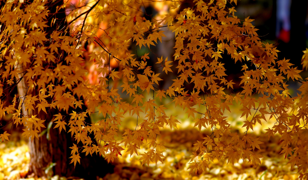 деревья, свет, осень, листья, природа