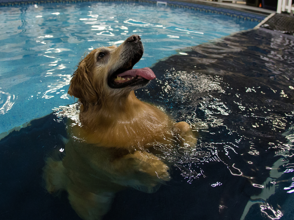 бассейн, прозрачность, собака, отражение, вода