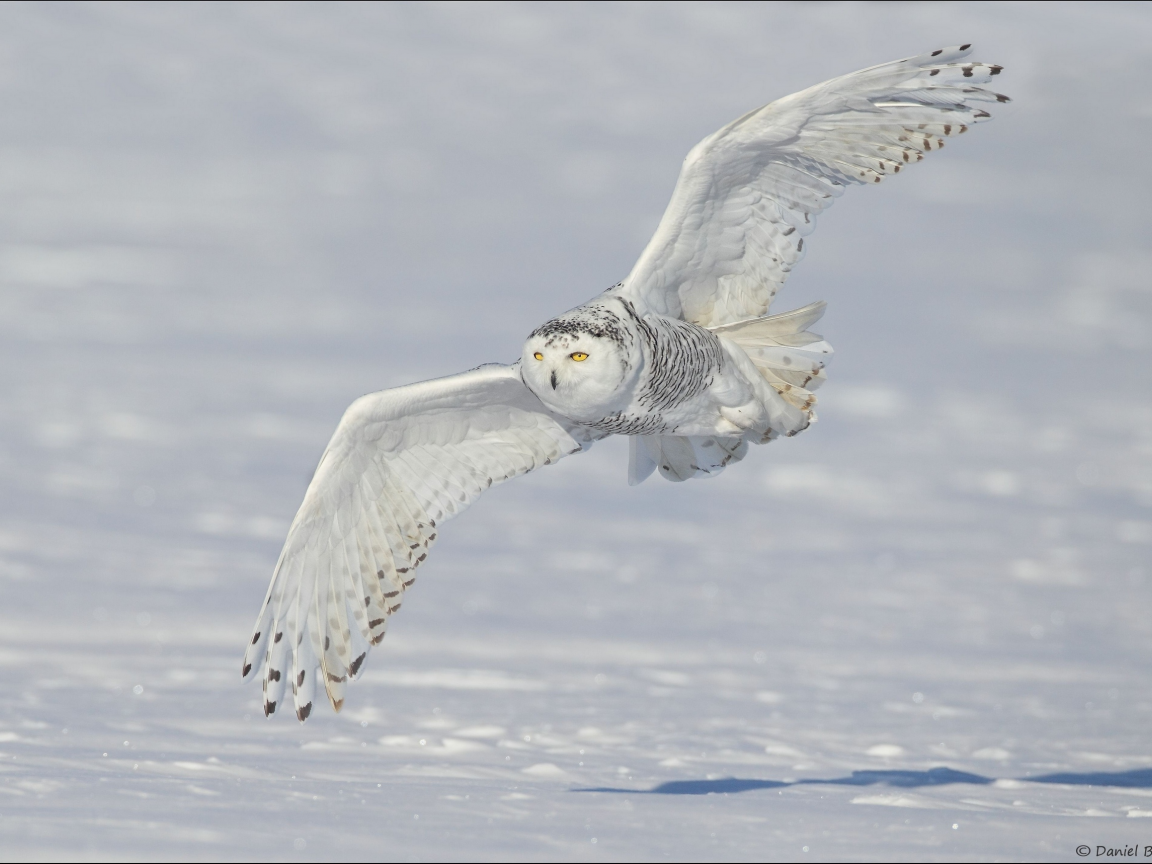 snowy owl, снег, крылья, белая сова, зима, полярная сова