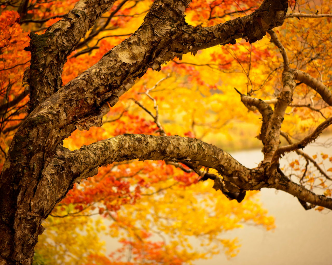 осень, ствол, ветки, дерево, желтые, листья