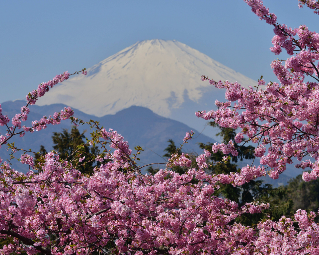 сакура, фудзияма, mount fuji, цветение, japan, вулкан, гора