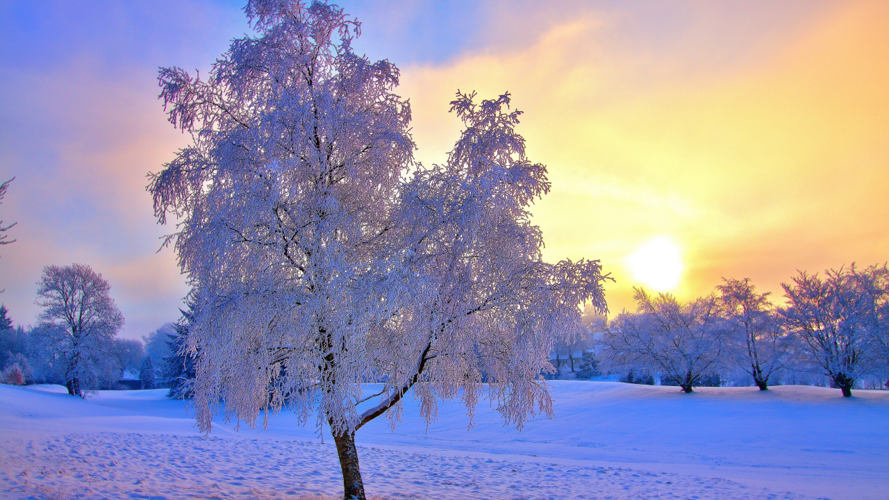 деревья, зима, снег, дымка, небо, солнце, иней