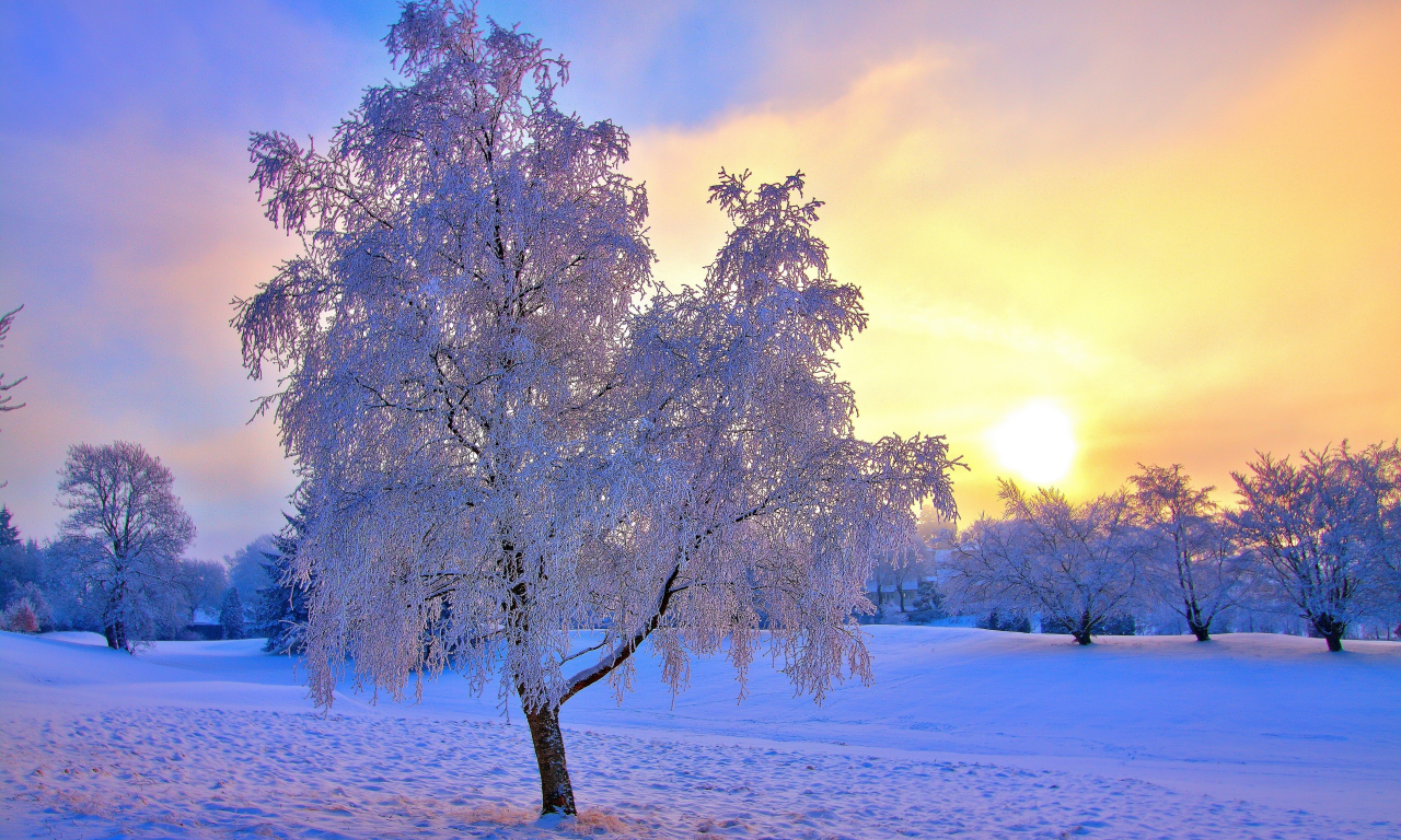 деревья, зима, снег, дымка, небо, солнце, иней