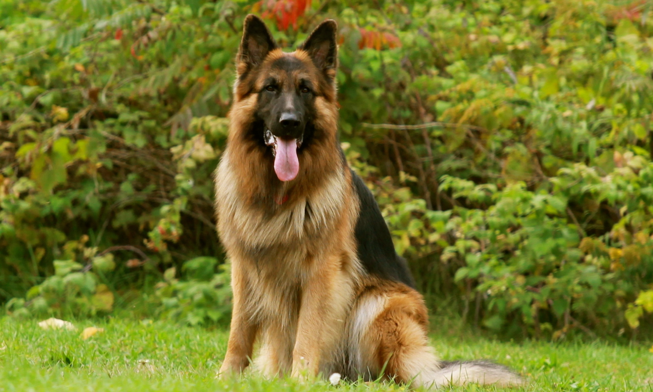 german shepherd, friend, dog