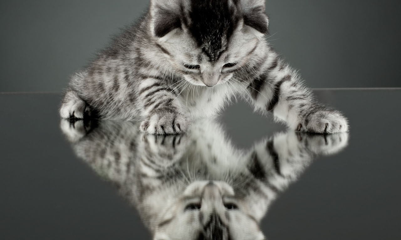 отражение, котенок, зеркало, обои, cat, кошка, кот, фон