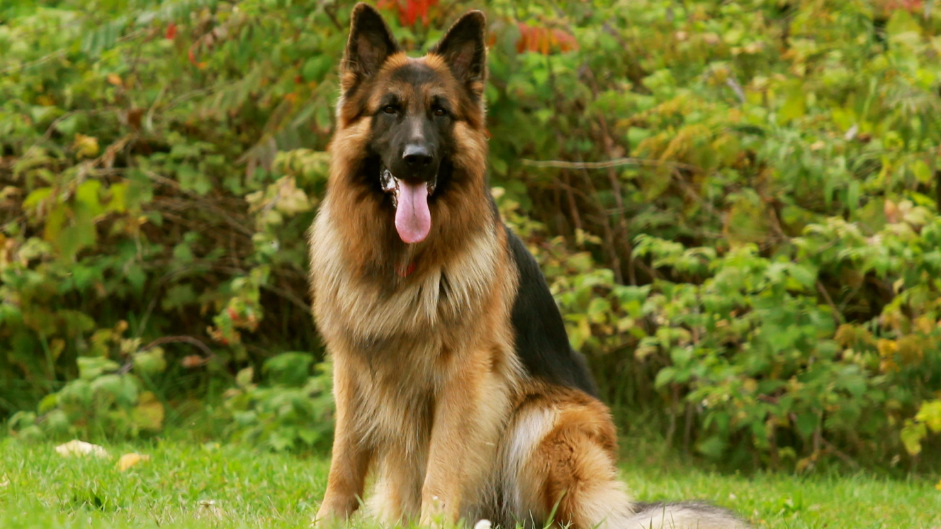 german shepherd, friend, dog