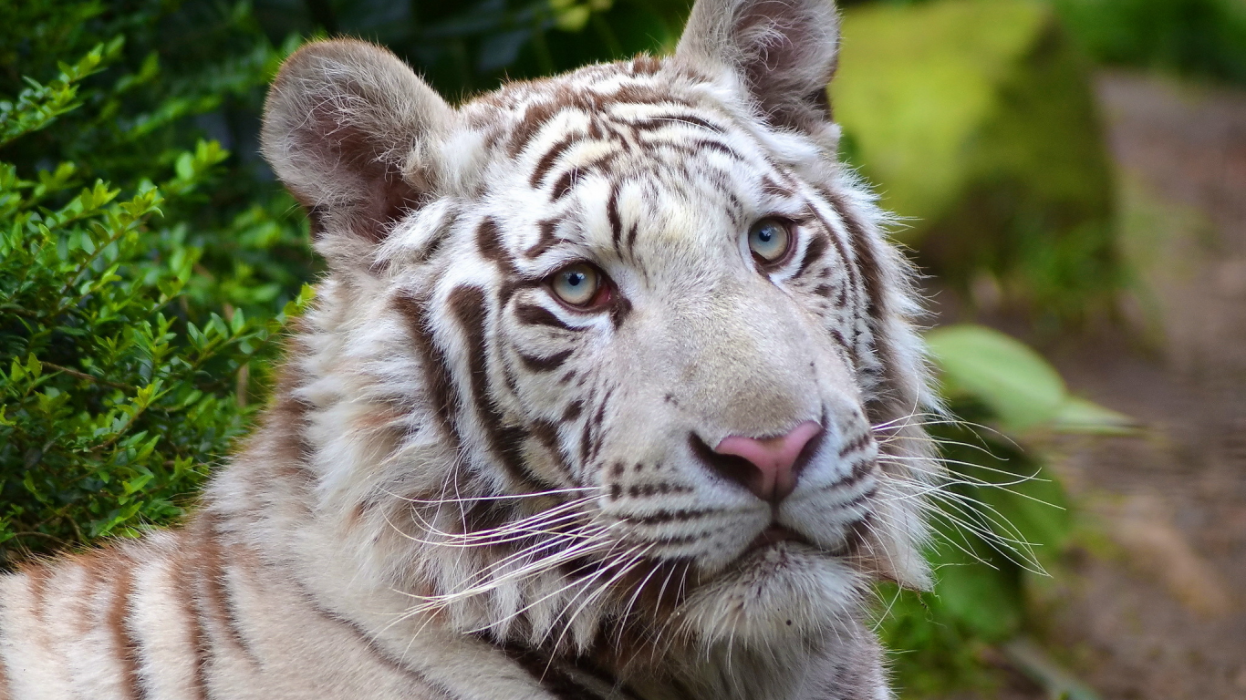 white tiger, морда, хищник, белый, тигр