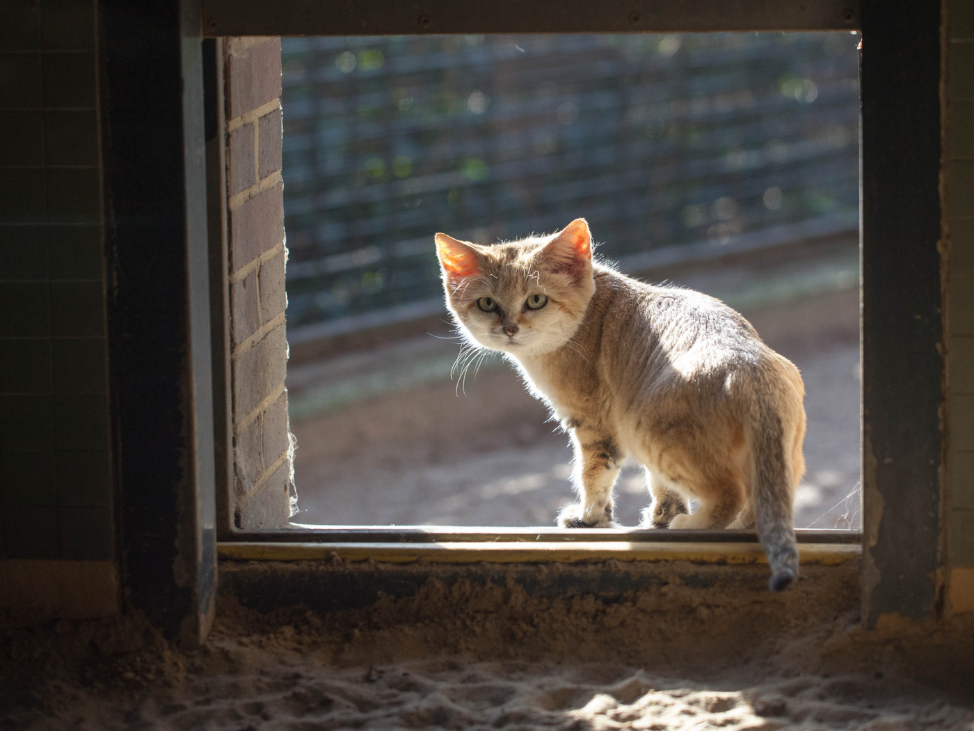 окно, песчаный, кошка, смотрит, рыжий, кот