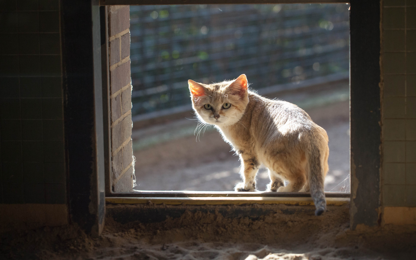 окно, песчаный, кошка, смотрит, рыжий, кот